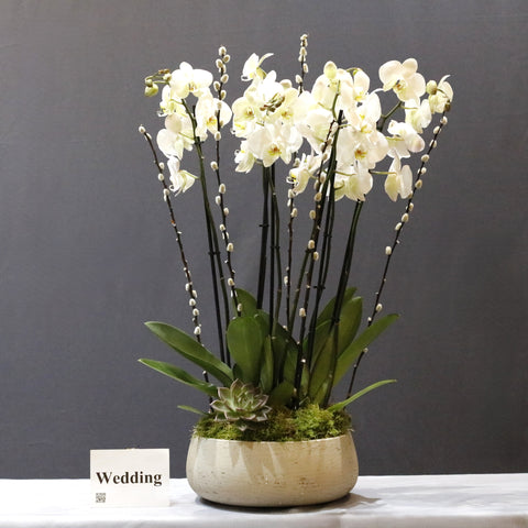 Orchid White