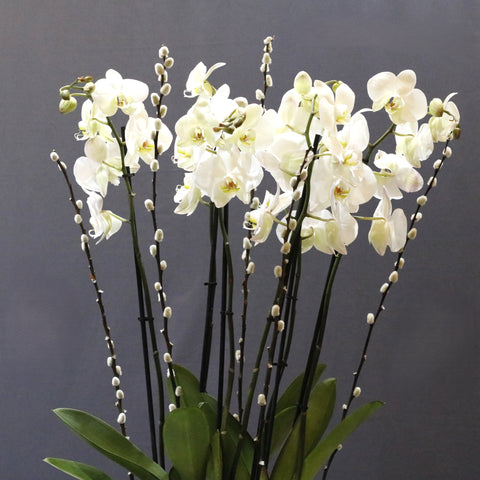 Orchid White