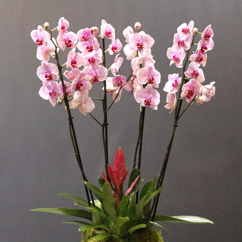 Pink washington Orchid