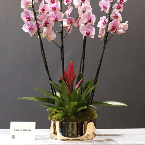 Pink washington Orchid