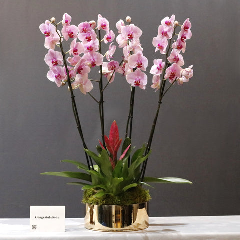 Pink washington Orchid