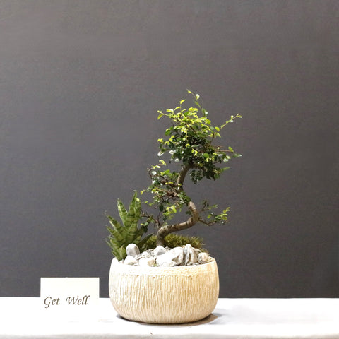 Zelkova Garden
