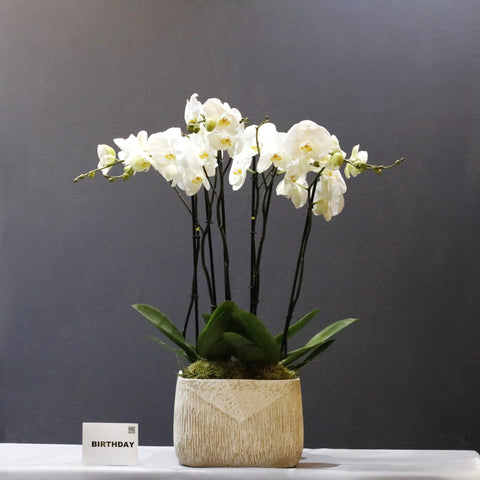 Curved Jumbo White