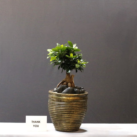 Ficus & Gold