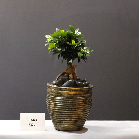 Ficus & Gold
