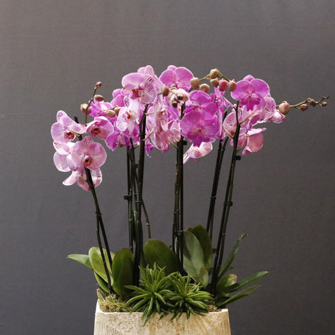 Spotted & Pink Orchid