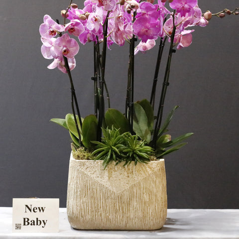 Spotted & Pink Orchid