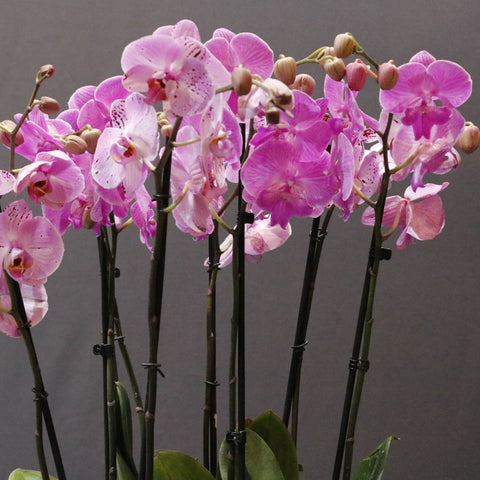 Spotted & Pink Orchid
