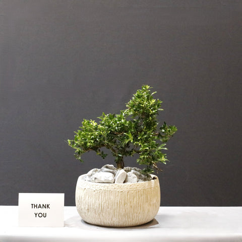 New ILex Bonsai