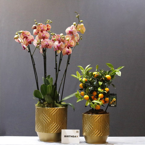 Orchid &Calmondin Set
