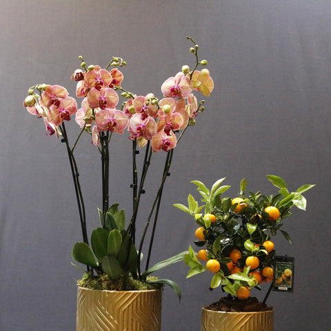 Orchid &Calmondin Set