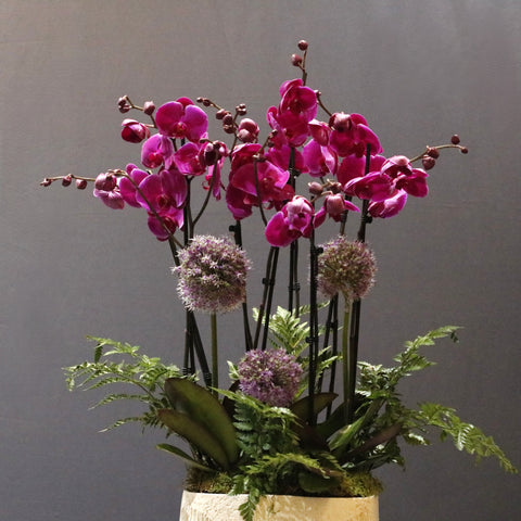 Gorgeous Purple and Allium