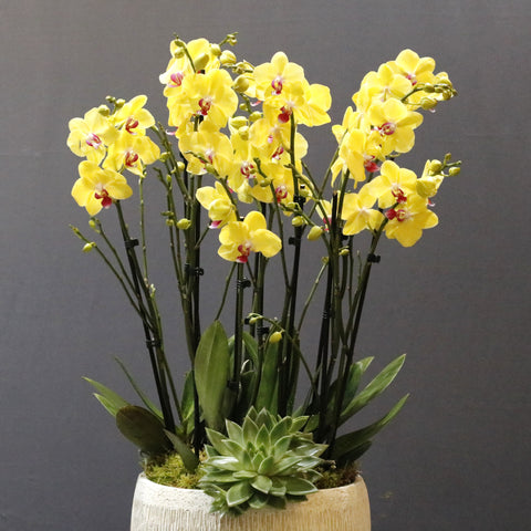 Royal Yellow