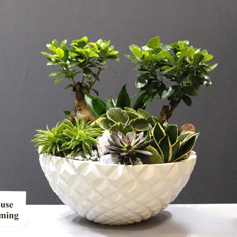 Twin Bonsai Garden