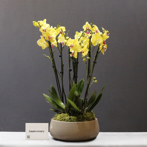 The Limelight Yellow