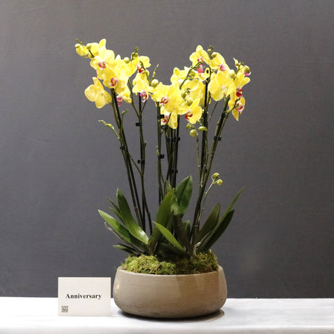 The Limelight Yellow