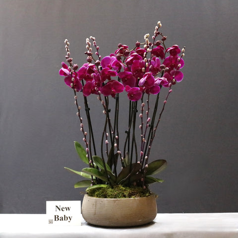 Purple & Willows