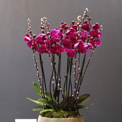 Purple & Willows