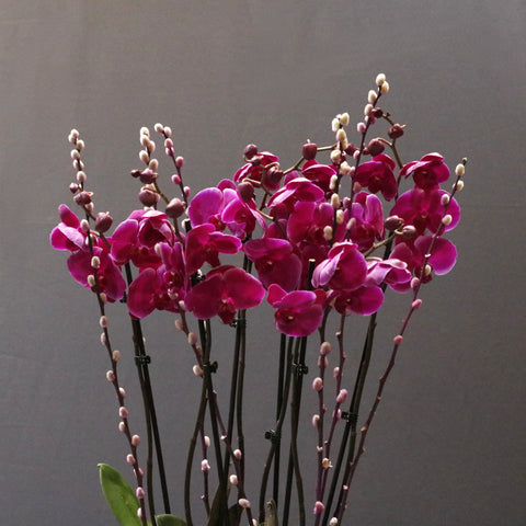 Purple & Willows