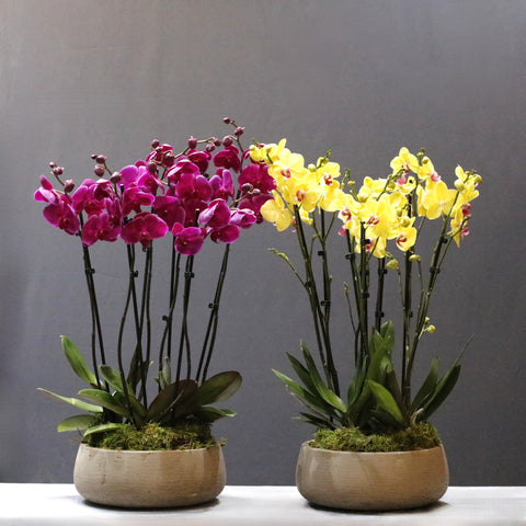 Yellow & Purple Bowls