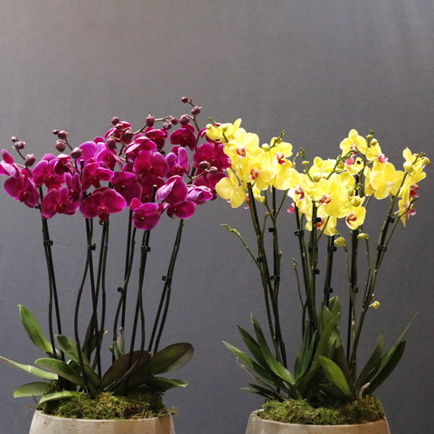 Yellow & Purple Bowls