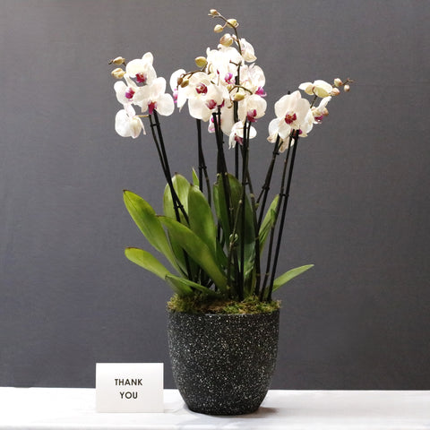 Special Orchid