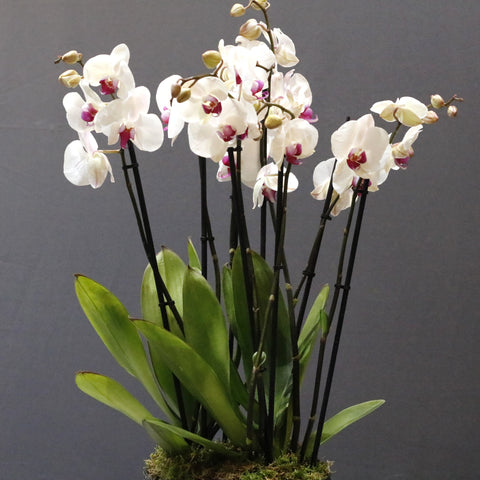 Special Orchid