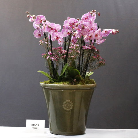 Pink Spotted World Orchid