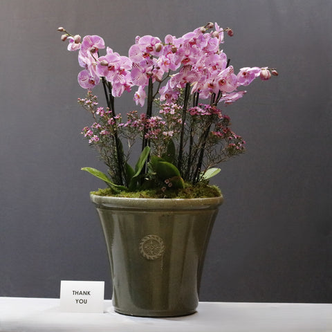 Pink Spotted World Orchid