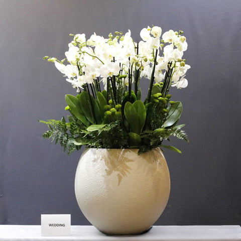 Cream Ball White