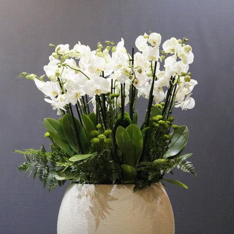 Cream Ball White
