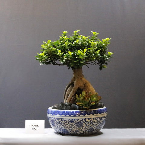 Giant Ficus Bonsai