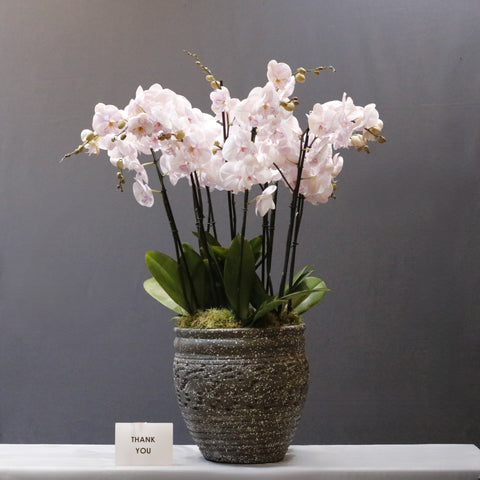 Pink Bloom