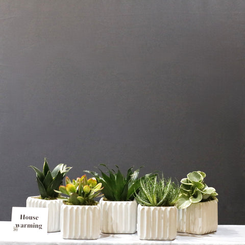 Green Plants Set