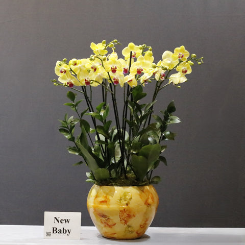 Yellow Orchid Garden