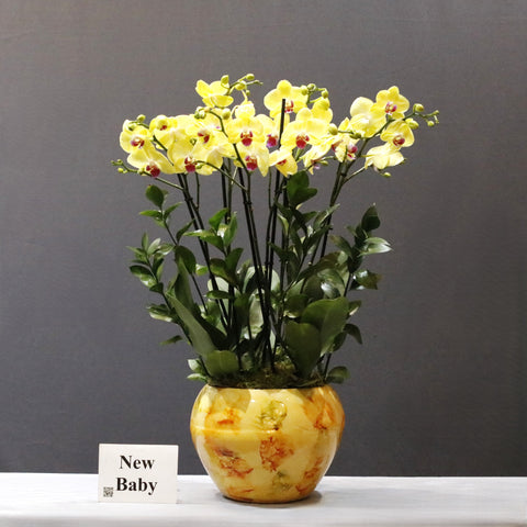 Yellow Orchid Garden