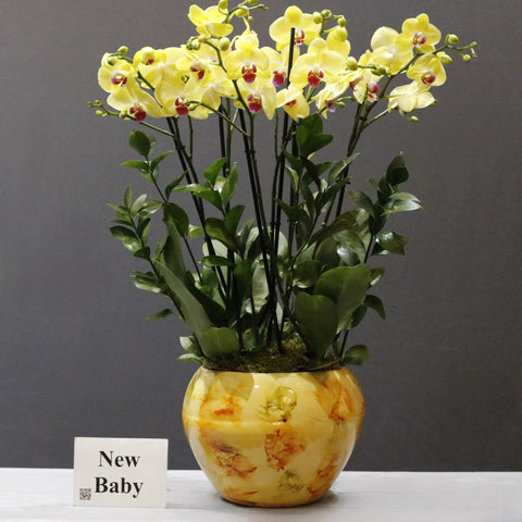 Yellow Orchid Garden