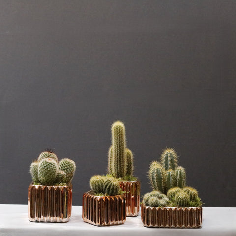 Warissii Cactus Set