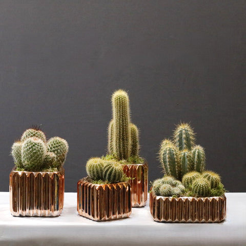 Warissii Cactus Set