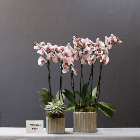 Blooming Pink Set