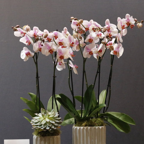 Blooming Pink Set