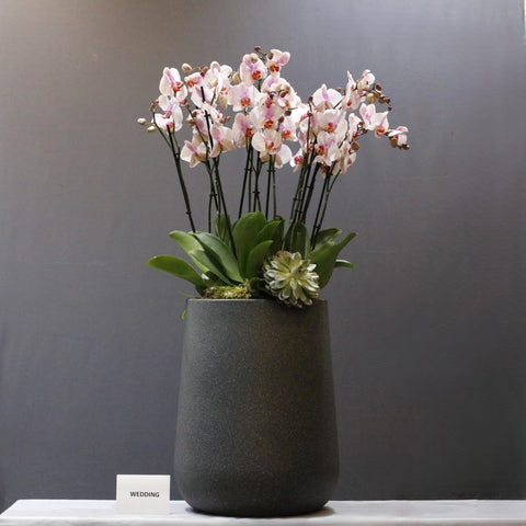 Elegent LIght  Pink