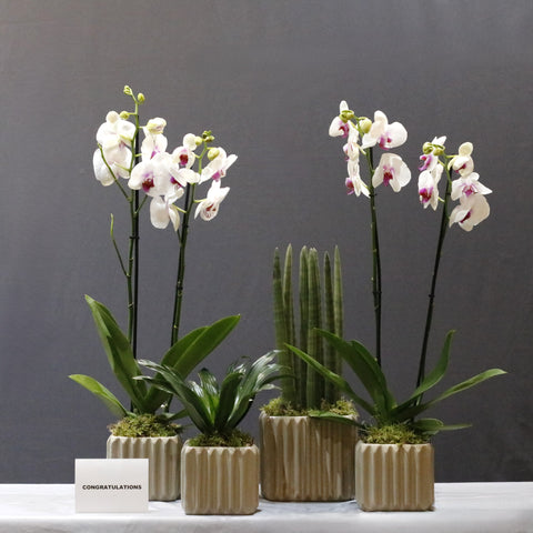 Orchid and Plants Garden
