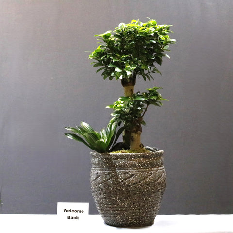 Layered Bonsai