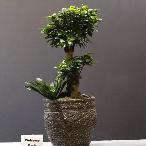 Layered Bonsai