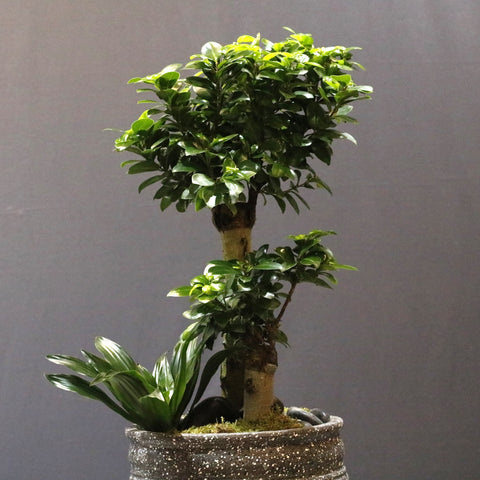 Layered Bonsai