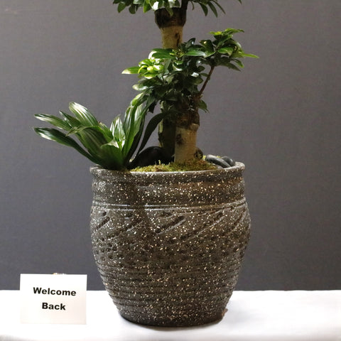 Layered Bonsai