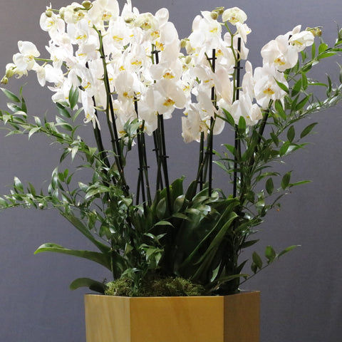 White Orchid  & Gold