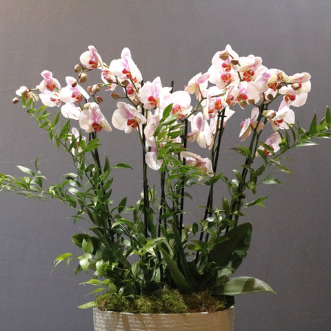 Blooming Pink & Ruscus