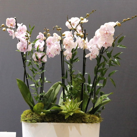 Beautiful Petals